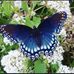 Pat Kilpatrick Lawrence - Facebook