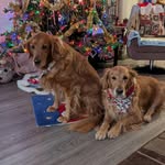 Pat Kovalik - @patkovalik - Instagram