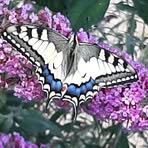 Pat Kramer - Facebook