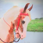 ajinkya_patlachi_rani_1 - @ajinkya_patlachi_rani - Instagram