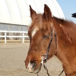 Pat Laing - @cidermill_farms - Instagram