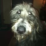 Pat Hurley Laird - @alfagrey - Instagram