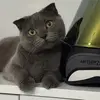 Patlama Geldim - @patlamageldim - TikTok