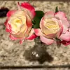 pattilamarche - @patti.lamarche - TikTok