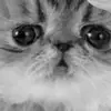 patricklambdin583 - @patricklambdin583 - TikTok