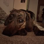 Patrick Lambertucci - @pat_lambe09 - Instagram