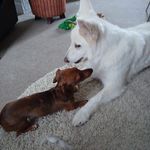 Patricia Lanham - @patricia.toon - Instagram