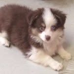 Pat Lanier - @lanier_kennels - Instagram
