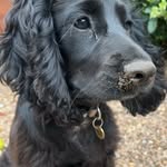 Pat Little - @miss_penny_cocker - Instagram