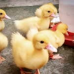 Patos Paysandu - @patlittleducks - Instagram