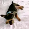 patllewellyn1072 - @patllewellyn1072 - TikTok