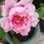 Pat Manley - @patmanley61 - Instagram