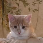 Pat Massi - @gigilapuce2012 - Instagram