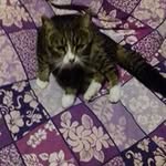 Pat Massinon - @massinonpat - Instagram