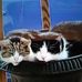 Pat Mathis - Facebook