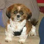 Pat Shetler Matteson - @patmatteson - Instagram