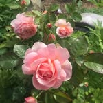 Patty Matteson - @vlyhome - Instagram