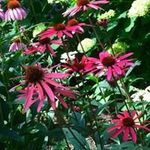 Pat Mayberry - @mayberry.pat - Instagram