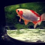 Pat Mayes - @smgtoshipie - Instagram