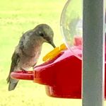 Pat Maynard Gauss - @patgauss - Instagram