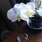Pat McCandless - @soxiecat - Instagram