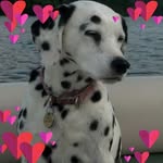 Pat McCormack - @mccfiredogs - Instagram