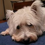 Pat McGovern - @pjmcgovern1 - Instagram