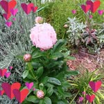 Pat Messer - @pmonet46 - Instagram