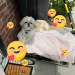 Pat Milton - @chesterpoppy - Instagram