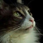 Pat Morse - @morsepat - Instagram