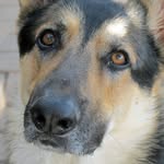 Pat Moss - @patmoss.woof - Instagram