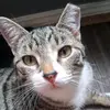 😺💓Patricia 🇱🇷😺 - @patriciamunn590 - TikTok