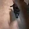 Pat Neis - @pat.neis - TikTok