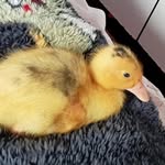 Oswaldinho - @patoswaldo.cuon - Instagram