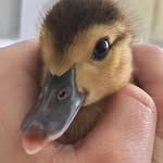 Oswaldo, o pato - @patoswaldo_ - Instagram
