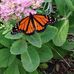 Pat Paulson - Facebook