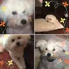 Patricia Pearce Bake - @patriciapearcebak66 - TikTok