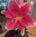 Pat Pickering - Facebook