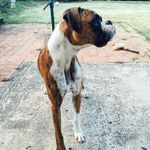 Pat & Pike - @patandpike - Instagram