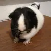 patdaspike - @patdaspike20 - TikTok