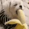 PatPost - @patpost - TikTok