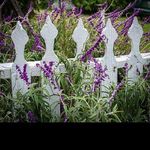 @pat_prescottl - Instagram