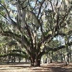 Pat Pringle - @rebelrider7273 - Instagram