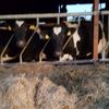 Pat Purcell - @farmerboy344 - TikTok