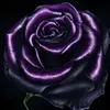 Patti Radice - @patti.radice - TikTok
