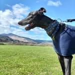 Pat ralston - @purplerollo - Instagram