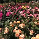 Pat Randall - @wisteria.vine - Instagram