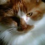 Pat Randall Vezina - @vezinapat - Instagram