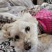 Rapp Patti - Facebook