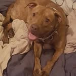 Patra Patty Sosa - @patratherescuepup - Instagram